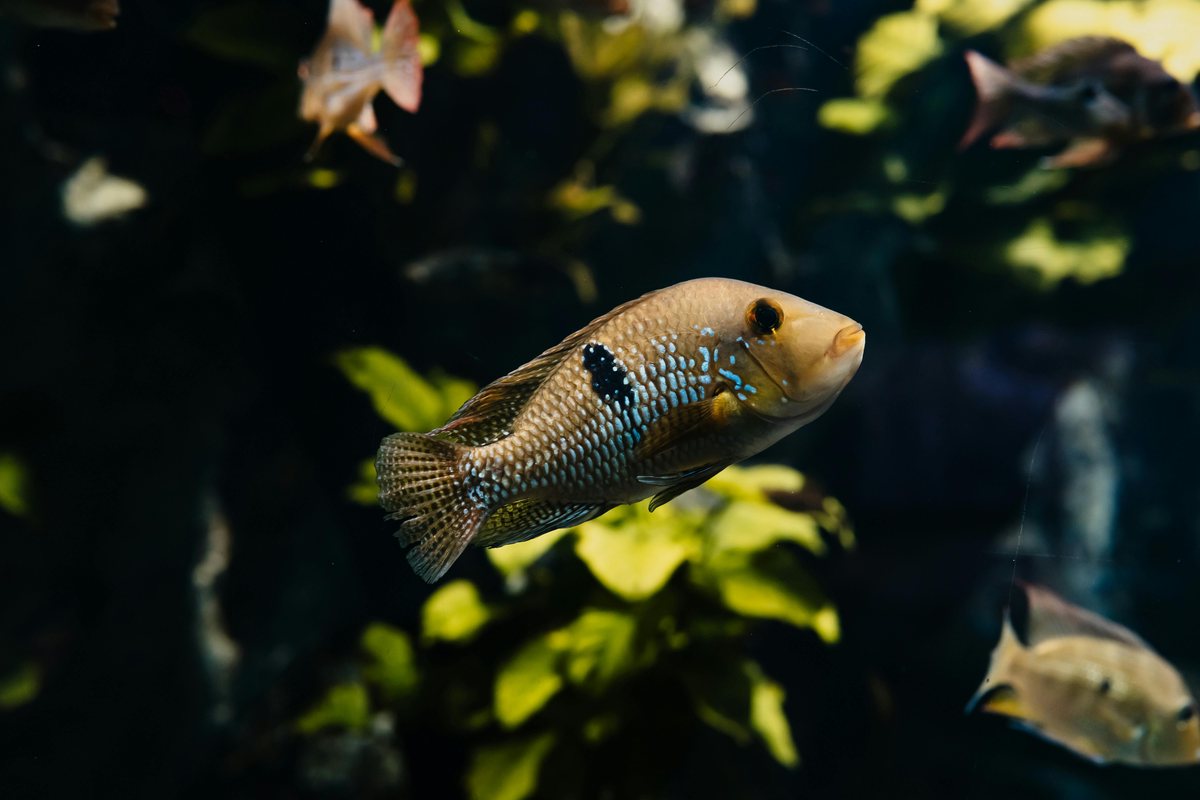 Aquarium de Lyon : photo de l’offre Hellotickets