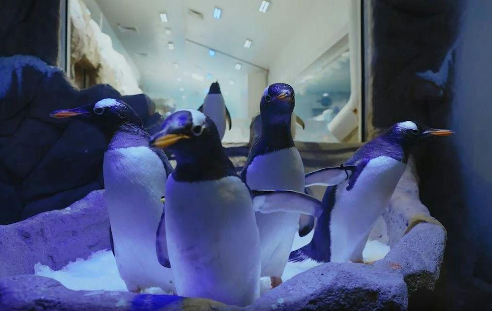 Dubai Aquarium and Underwater Zoo à Dubaï : photo de l’offre Hellotickets