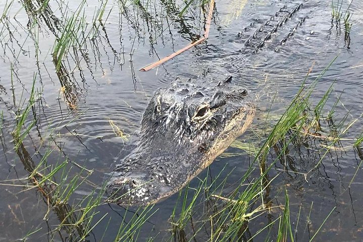 Balade en hydroglisseur dans les Everglades à Miami : photo de l’offre Hellotickets