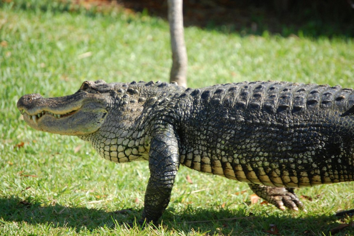 Excursion dans les Everglades depuis Miami : photo de l’offre Hellotickets