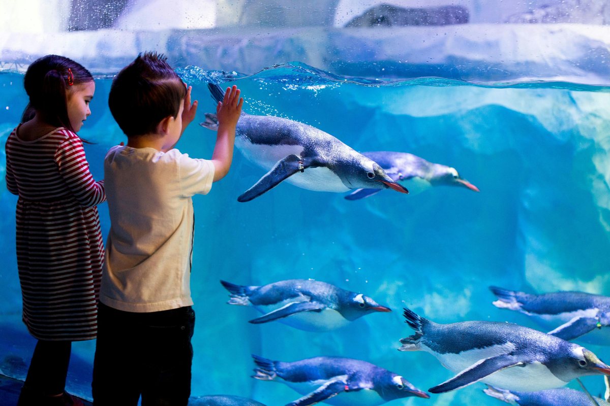 Pass London Eye, Madame Tussauds et Sea Life à Londres : photo de l’offre Hellotickets