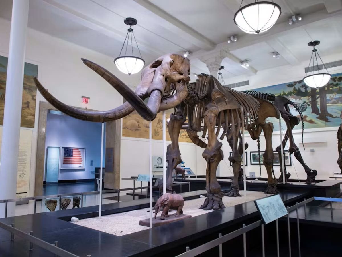 Muséum américain d’histoire naturelle à New York : photo de l’offre Hellotickets