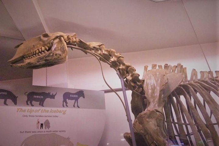 Visite guidée du musée d’histoire naturelle pour enfants à Londres : photo de l’offre Hellotickets