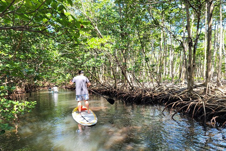 Balade en paddle dans les mangroves de Miami : photo de l’offre Hellotickets