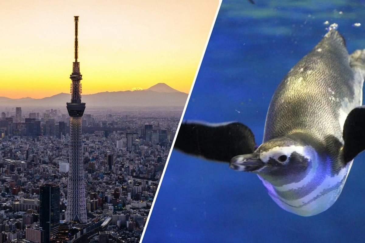 Avis Hellotickets Tokyo : Tokyo Skytree