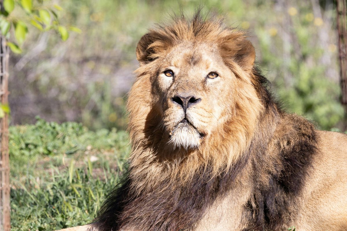 Zoo Aquarium de Madrid : photo de l’offre Hellotickets