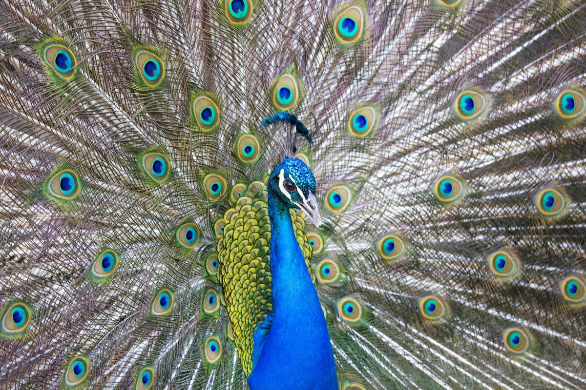 Zoo du Bronx à New York : photo de l’offre Hellotickets