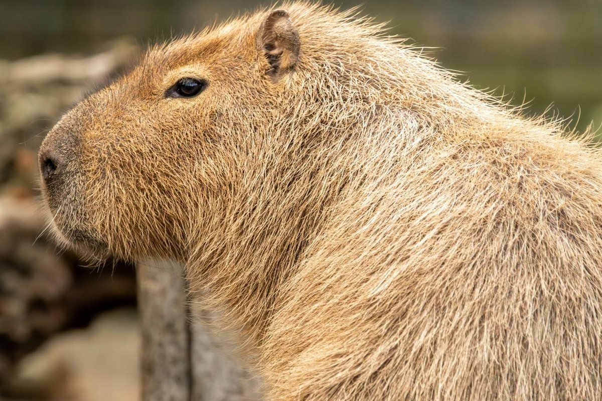Zoo de Londres (ZSL London Zoo) : photo de l’offre Hellotickets